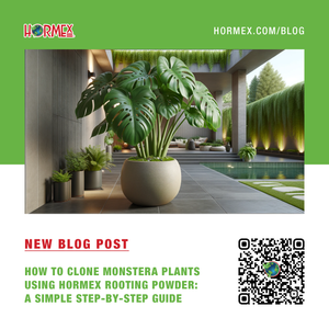 How to Clone Monstera Plants Using Hormex Rooting Powder: A Simple Step-by-Step Guide