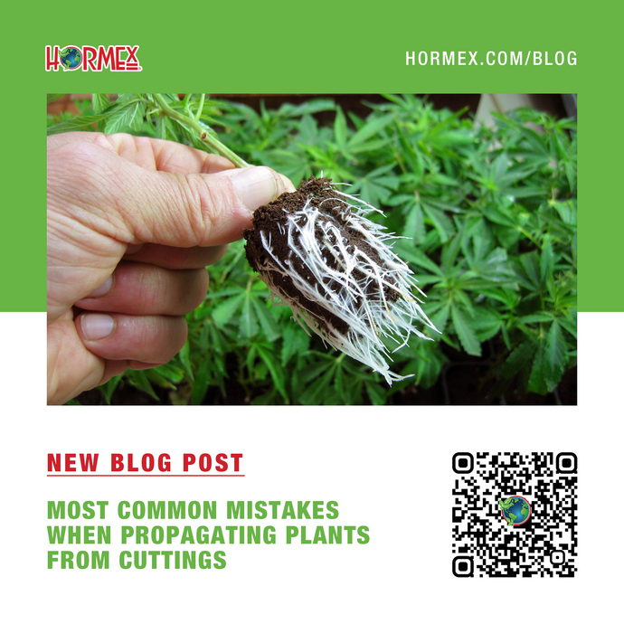 Most Common Mistakes When Propagating Plants From Cuttings