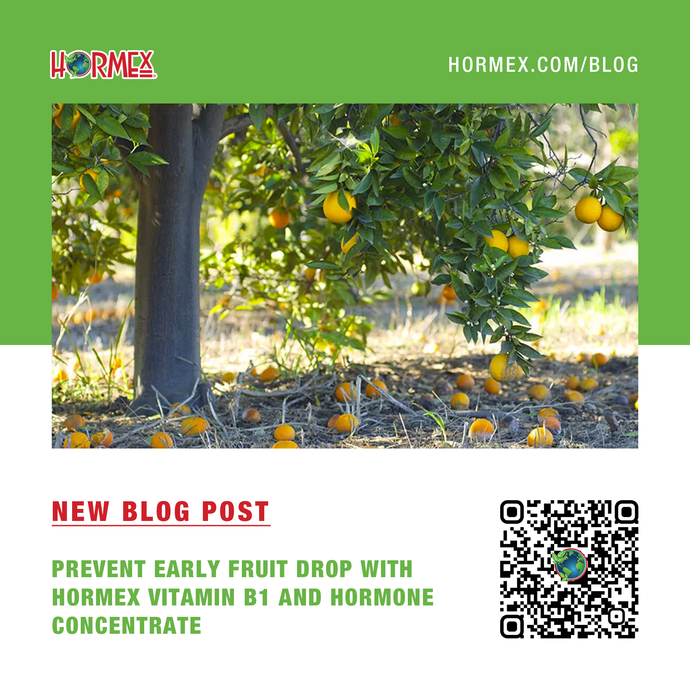 Prevent Early Fruit Drop with Hormex Vitamin B1 and Hormone Concentrate