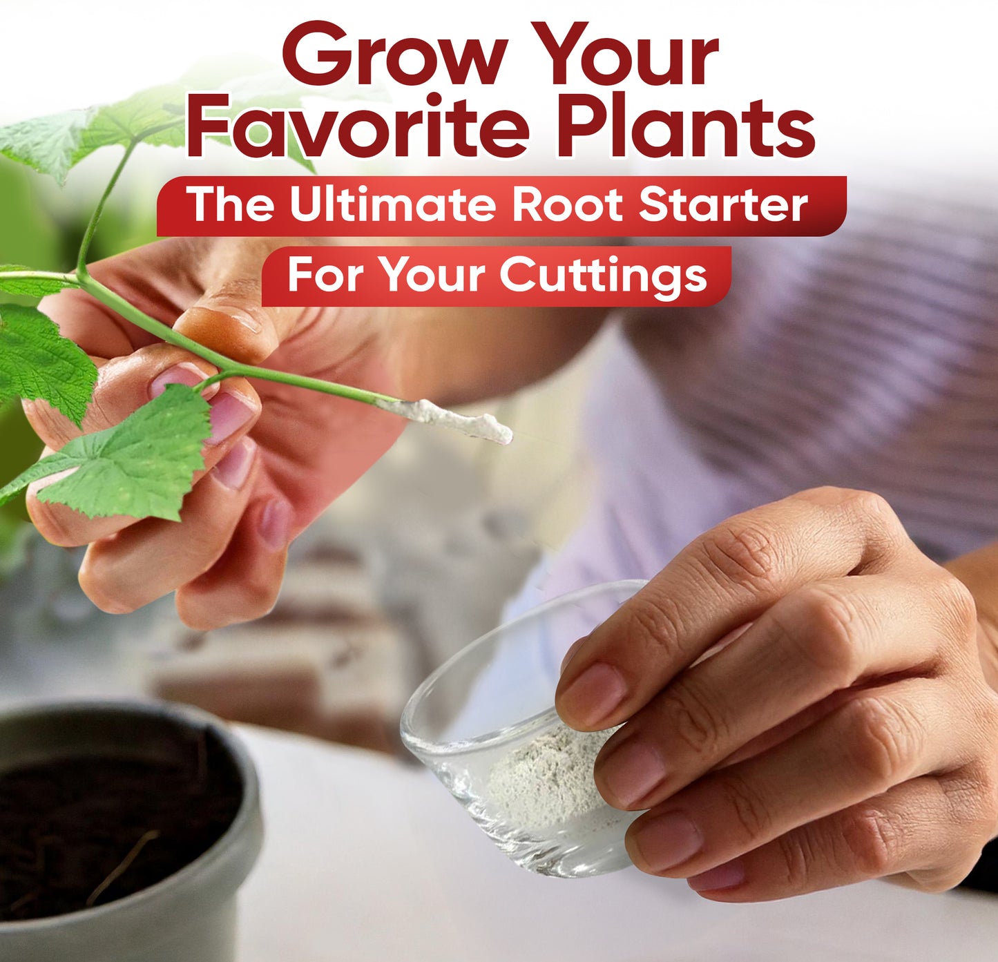 Hormex Rooting Powder #1 (0.10 IBA) - Rooting Hormone for Delicate Houseplants, Garden Herbs & Succulent Cuttings