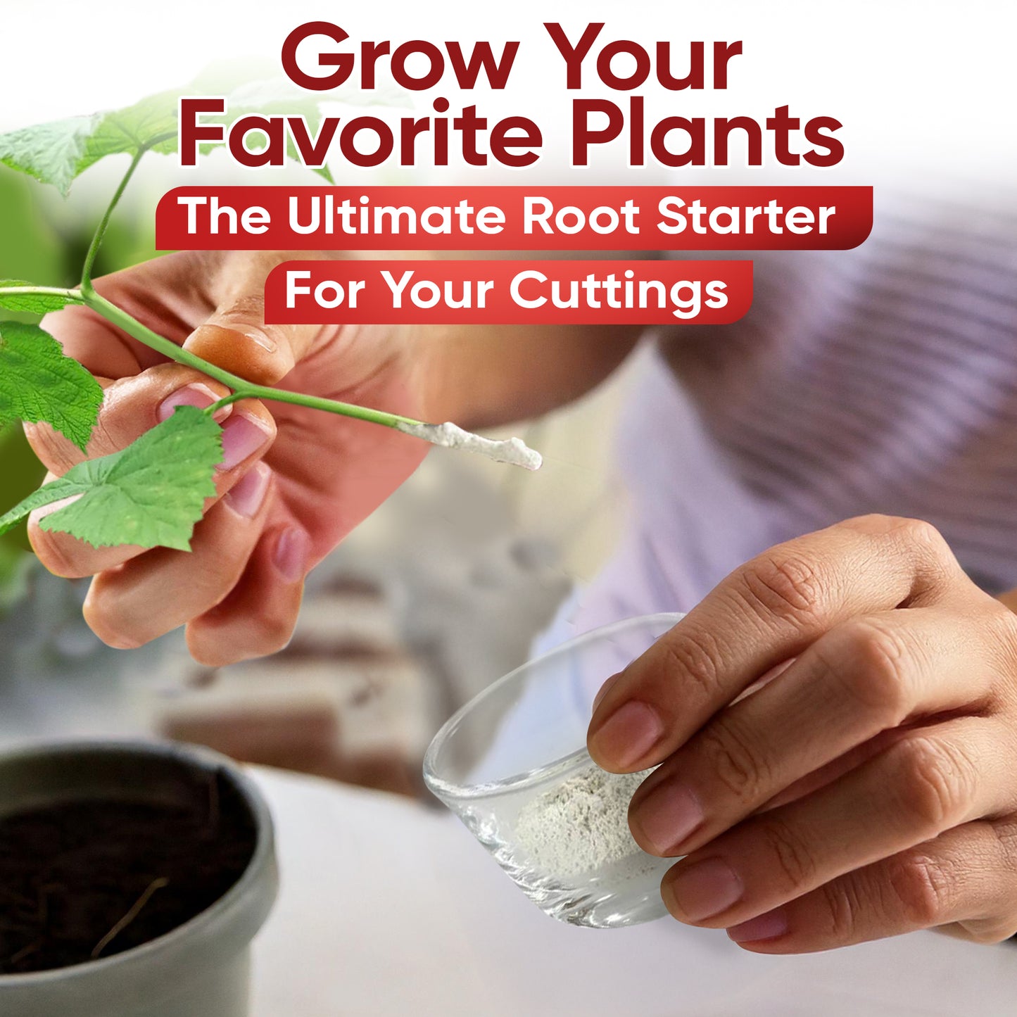 Hormex Rooting Powder #8 (0.80 IBA) - Rooting Hormone for Semi-Hardwood Houseplants, Medicinal & Tree Cuttings