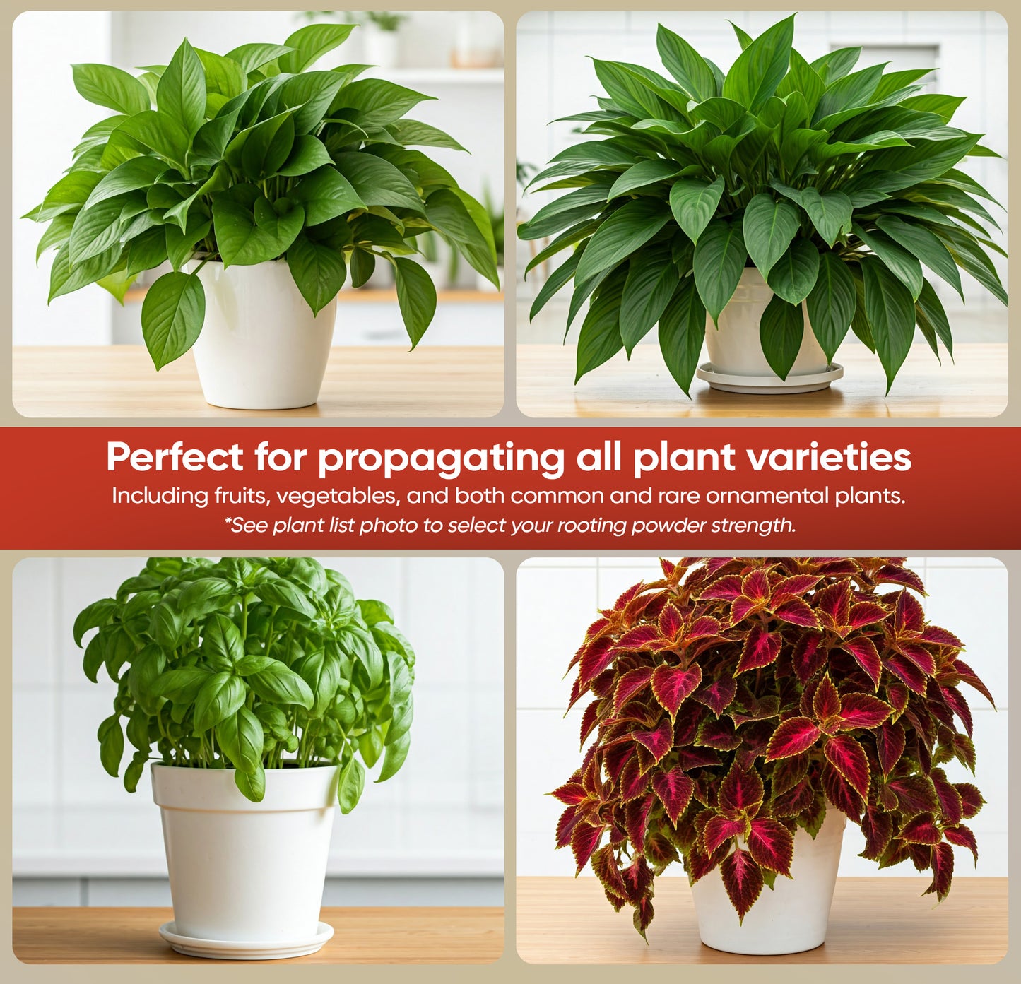 Hormex Rooting Powder #1 (0.10 IBA) - Rooting Hormone for Delicate Houseplants, Garden Herbs & Succulent Cuttings