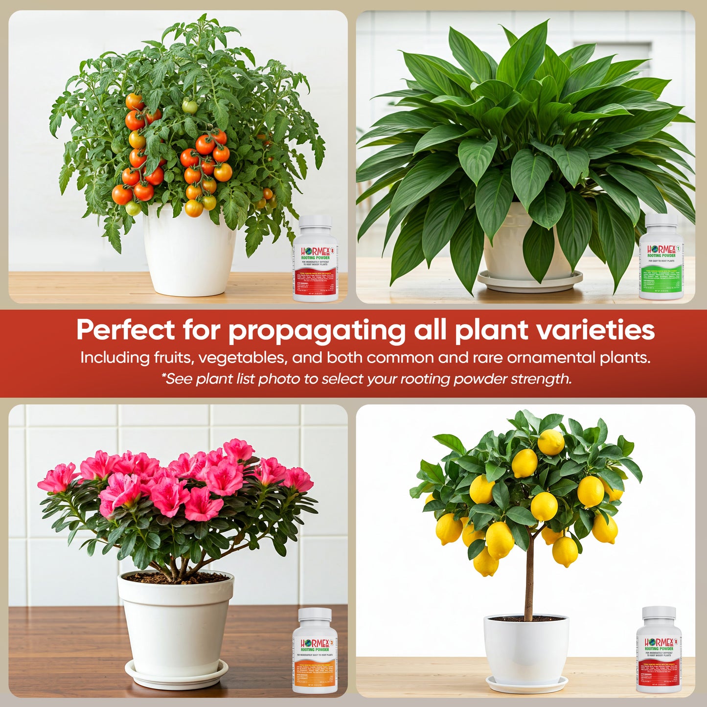 Hormex Rooting Powder Pack #1, 3, 8 - Rooting Hormone for Delicate and Common Houseplants to Semi-Hardwood, Medicinal Plants and Tree Cuttings