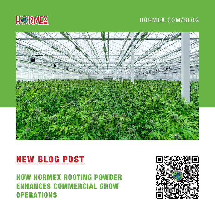How Hormex Rooting Powder Enhances Commercial Grow Operations