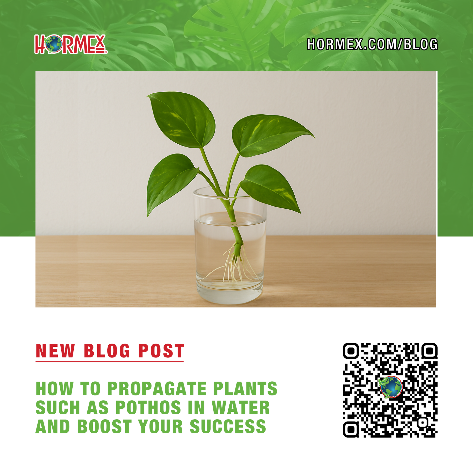 How to Propagate Plants Such as Pothos in Water  HORMEX