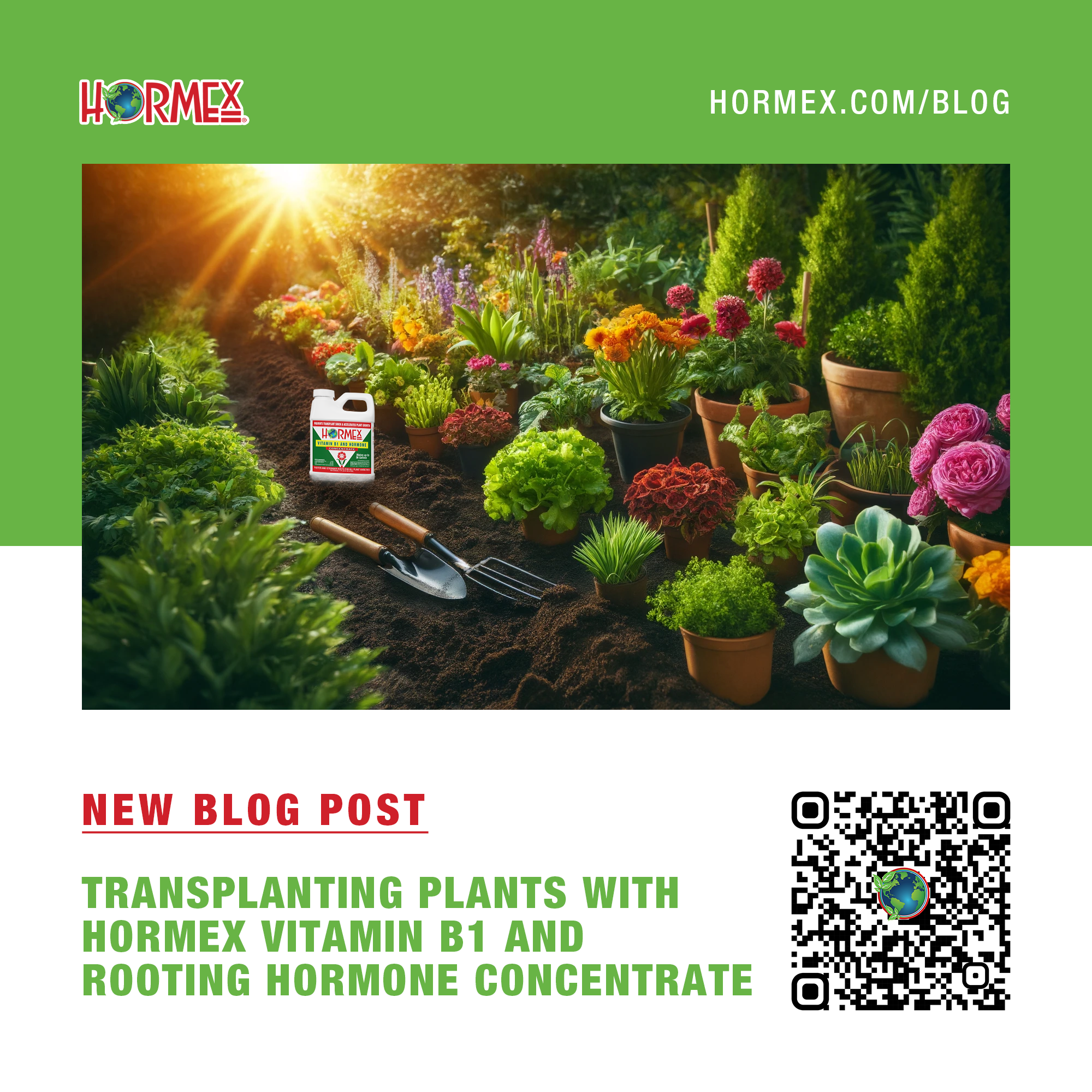 Transplanting Plants with Hormex Vitamin B1 & Hormone Concentrate – HORMEX