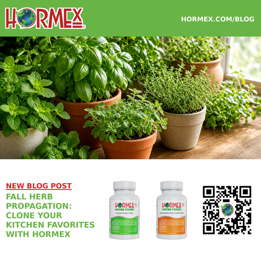 Fall Herb Propagation: Clone Your Kitchen Favorites