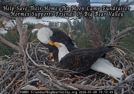 Protecting Our Wild Roots: Help Us Save Moon Camp