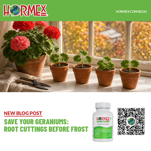 Hormex guide to saving geraniums before frost, with potted cuttings on a windowsill and Rooting Powder #1.