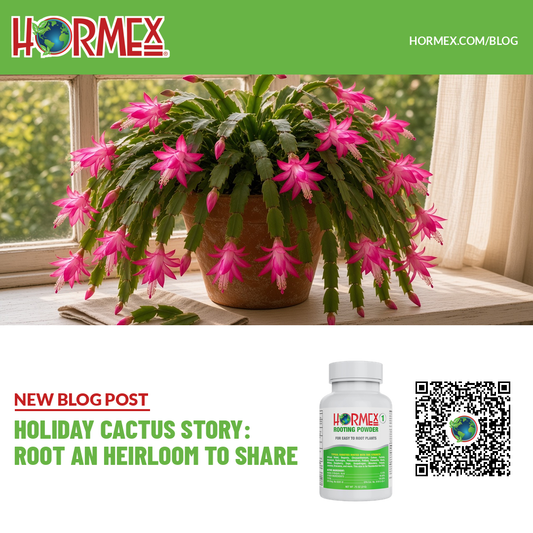 Pink blooming holiday cactus in a terracotta pot on a sunny windowsill with Hormex Rooting Powder #1 and the title Holiday Cactus Story: Root an Heirloom to Share