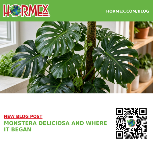 Monstera Deliciosa and Where It Began