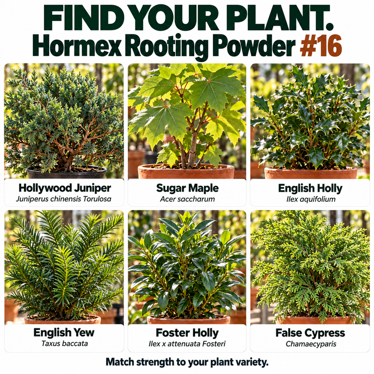 Hormex Rooting Powder #16 (1.60% IBA) - For Difficult-to-Root Hardwood Cuttings