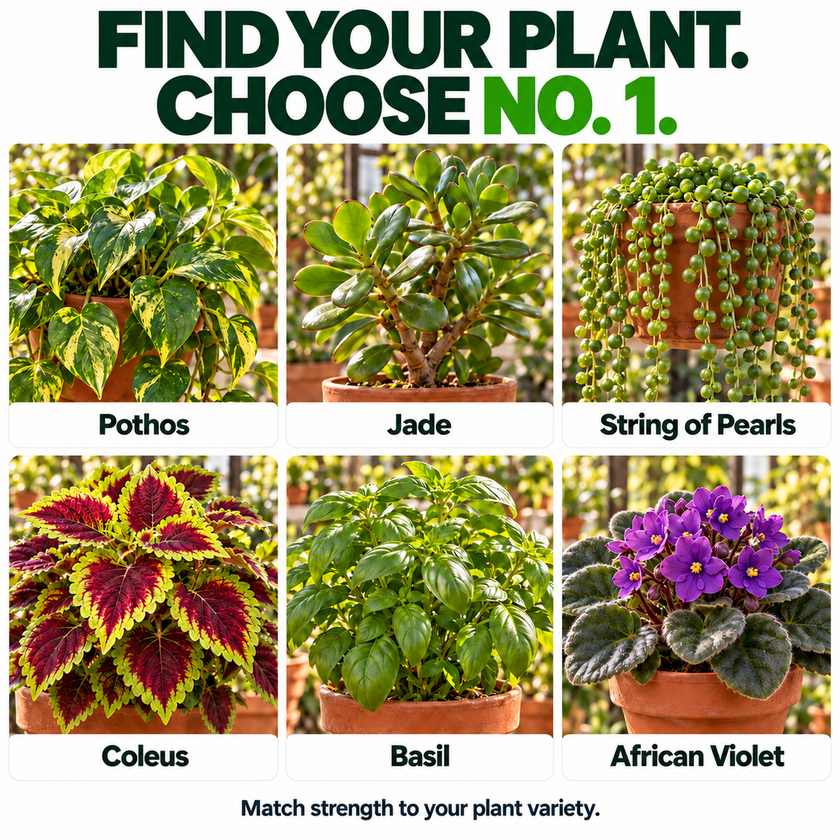Hormex Rooting Powder #1 (0.10% IBA) - For Easy-to-Root Plant Cuttings