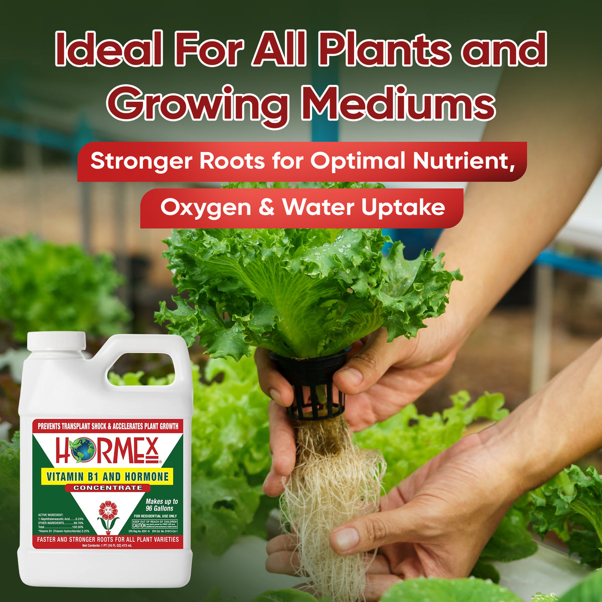 Hormex Vitamin B1 and Rooting Hormone Concentrate – HORMEX