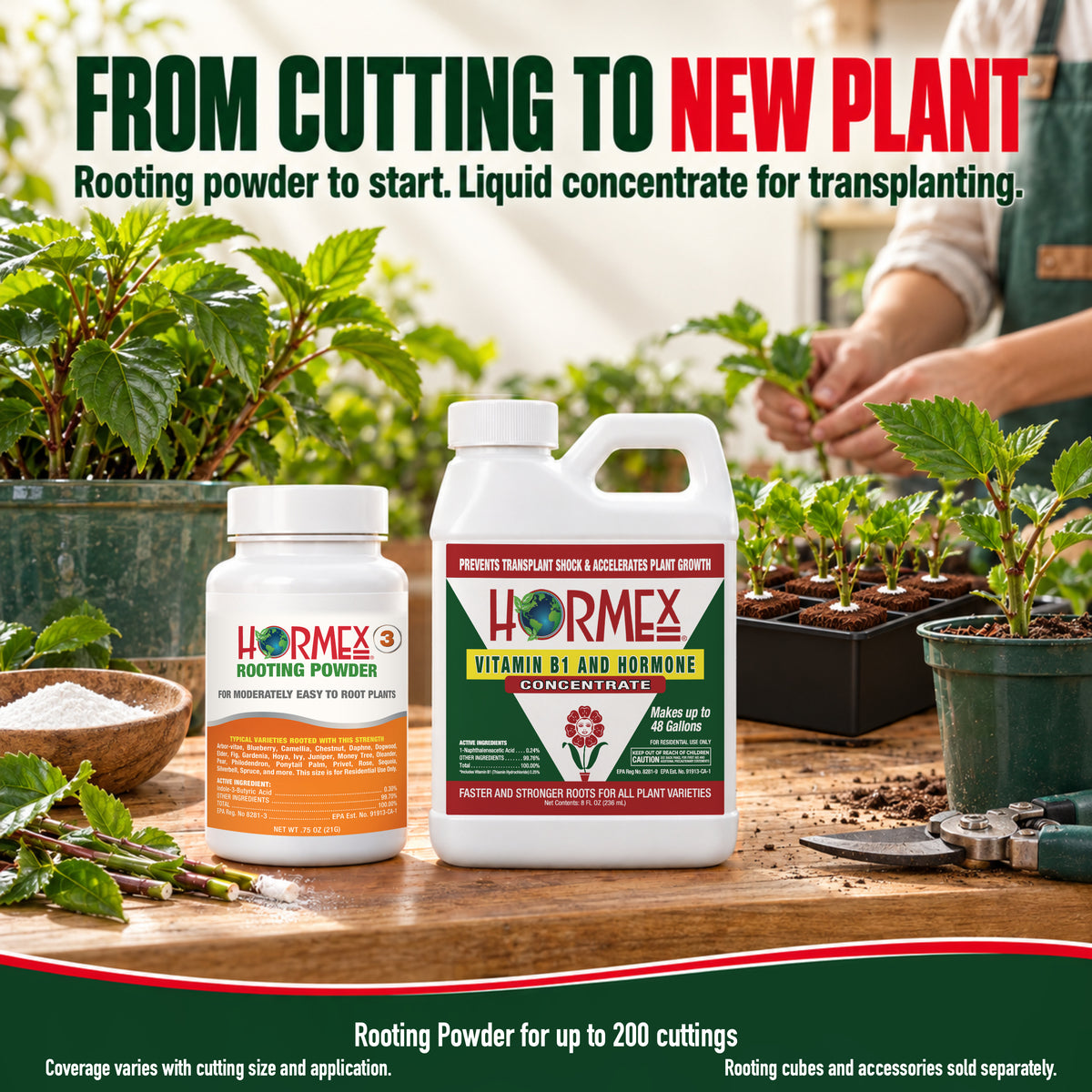 Hormex Rooting Duo lifestyle scene: powder and concentrate packaging beside healthy cuttings in rooting cubes
