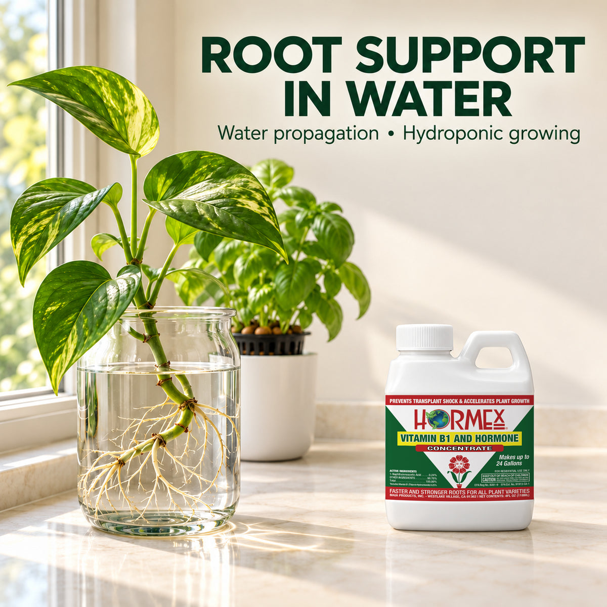 Rooted cutting in a clear water jar beside Hormex Vitamin B1 and Hormone Concentrate