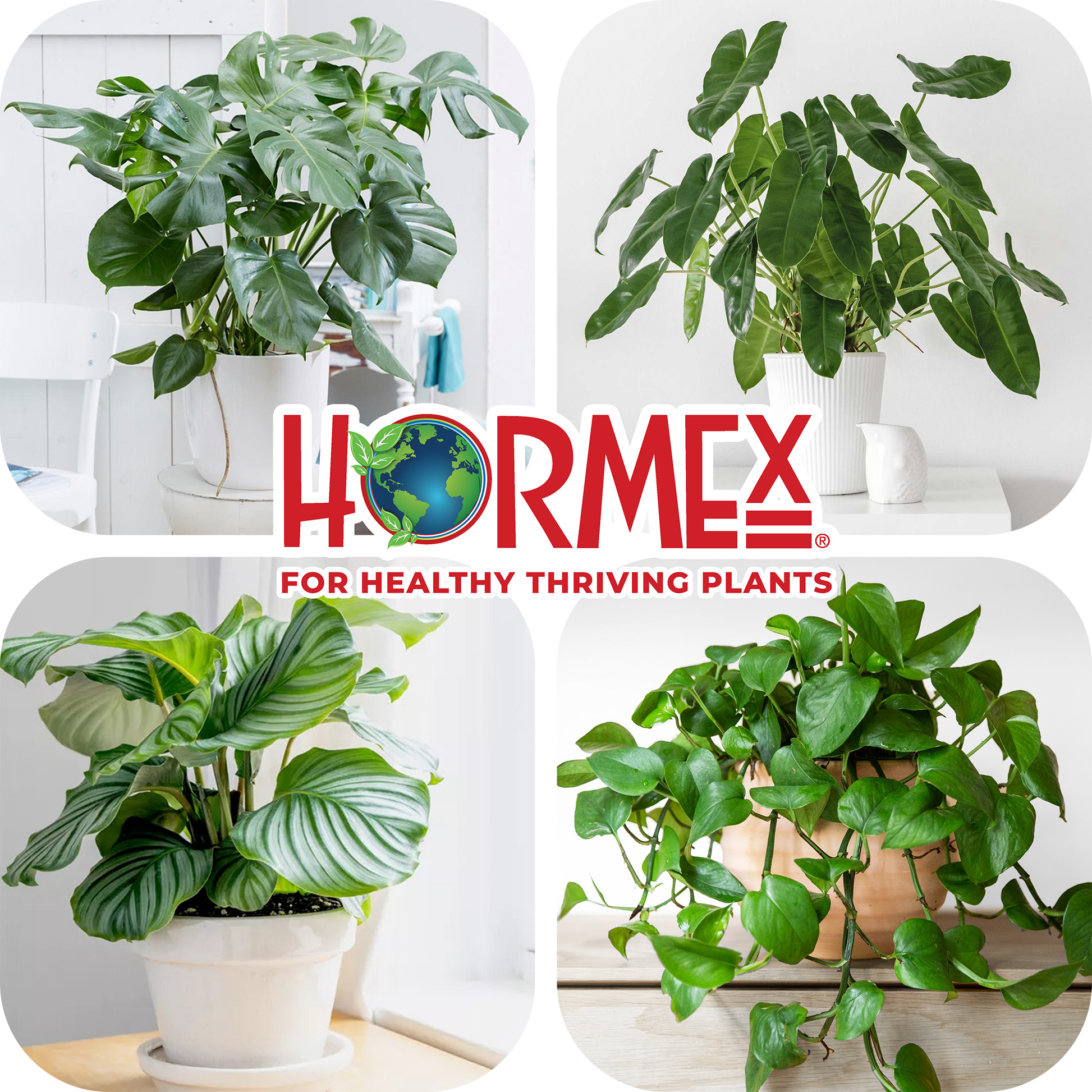 Hormex Rooting Duo: Vitamin B1 Rooting Hormone Concentrate & Rooting Powder #8 for Moderately Difficult to Root Plants