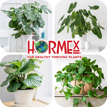 Hormex Rooting Duo: Vitamin B1 Rooting Hormone Concentrate & Rooting Powder #8 for Moderately Difficult to Root Plants