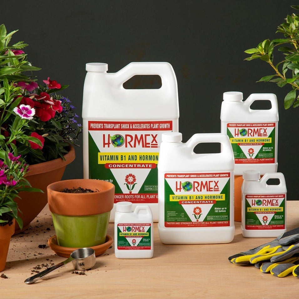 Hormex Rooting Hormone Concentrate with B1 – Root Growth Stimulator for Stronger Thriving Plants - Prevents Transplant