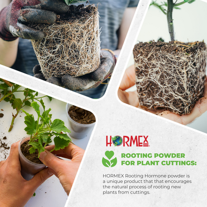 Hormex Rooting Powder #1 (0.10 IBA) - Rooting Hormone for Delicate Houseplants Garden Herbs & Succulent Cuttings