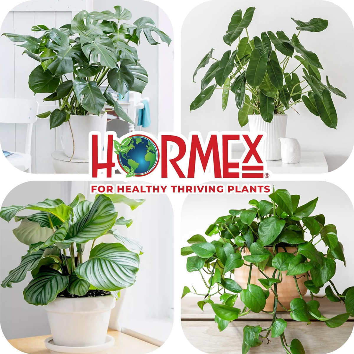 Hormex Rooting Powder #8 (0.80 IBA) - Rooting Hormone for Semi-Hardwood Houseplants Medicinal & Tree Cuttings - Plant