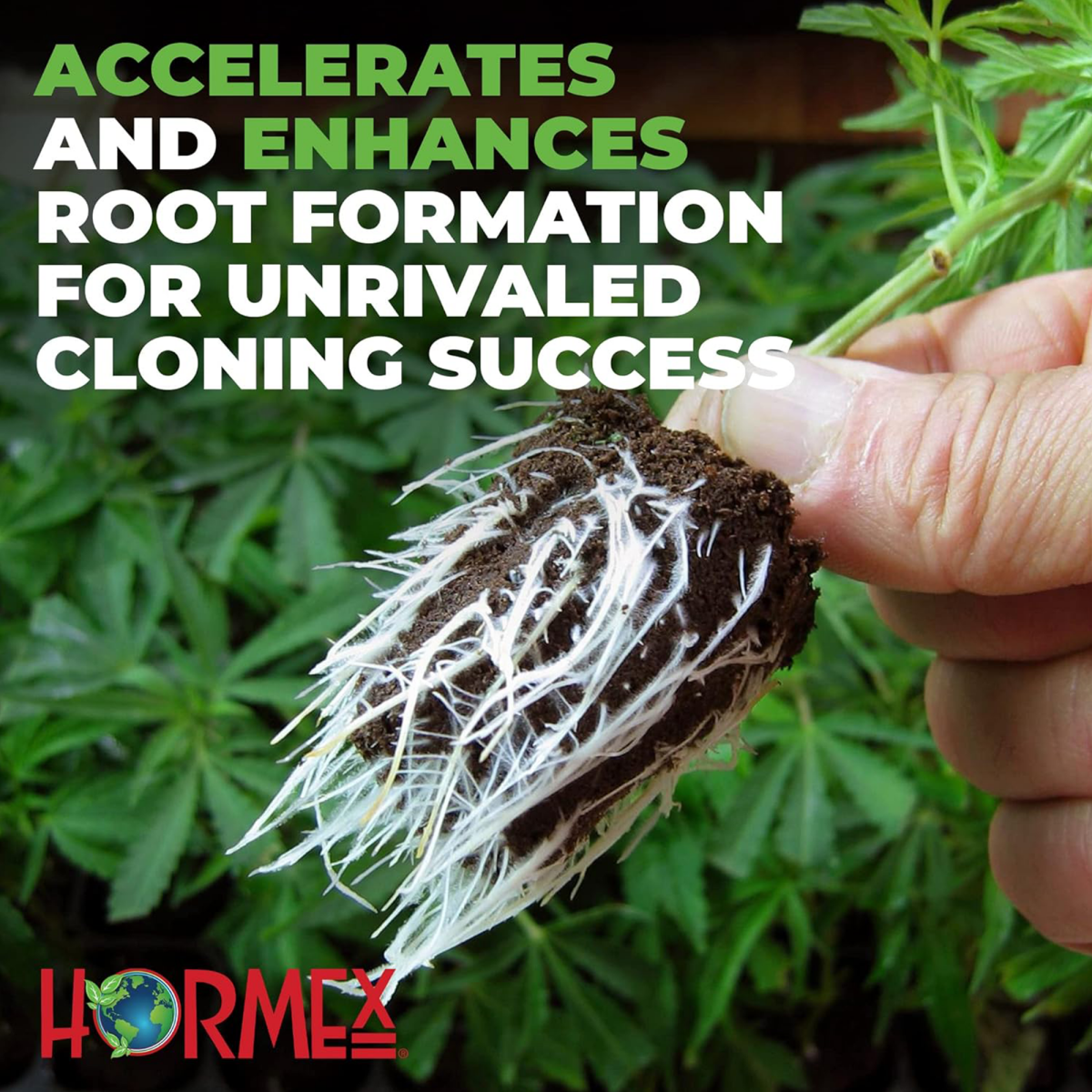 Hormex Rooting Powder Pack #1 3 8 - Rooting Hormone for Delicate and Common Houseplants to Semi-Hardwood Medicinal